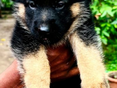 German shepherd