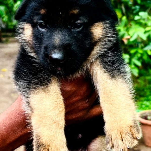 German shepherd