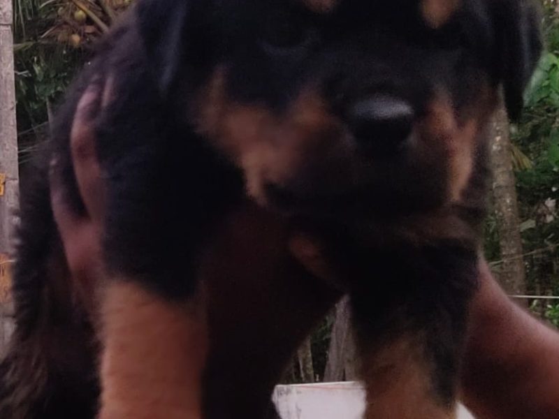 Rottweiler