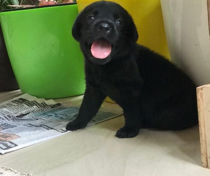 Labrador