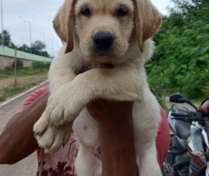 Labrador