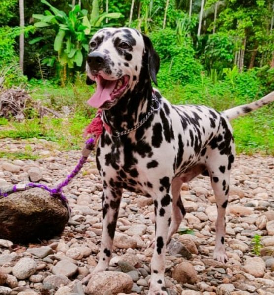 Dalmation