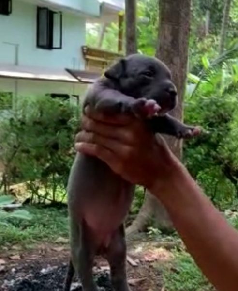 American bully