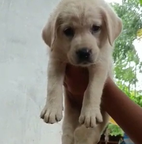 Labrador