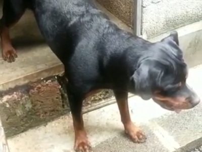 Rottweiler