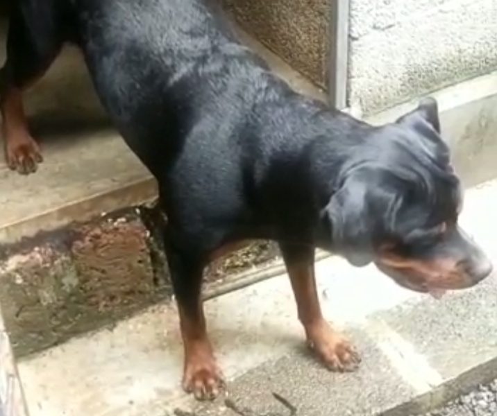 Rottweiler