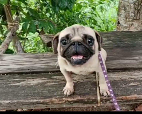 Pug