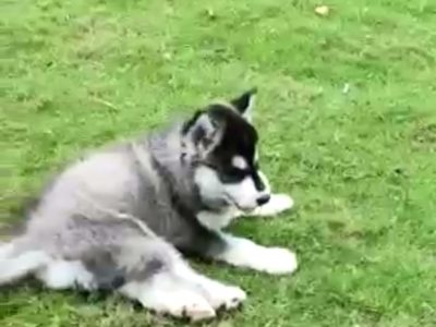 Husky