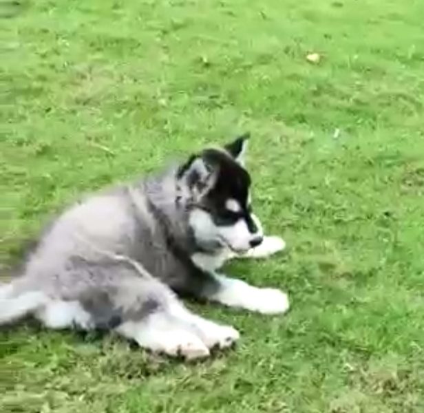 Husky