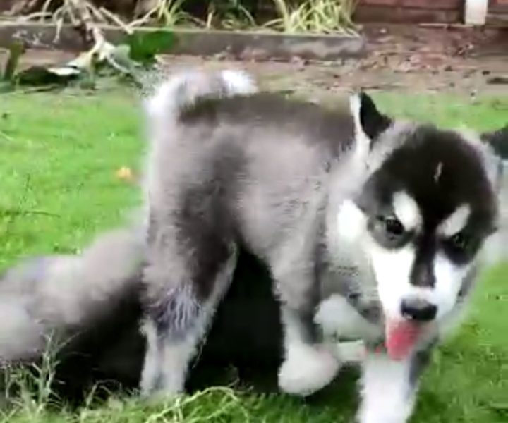 Husky