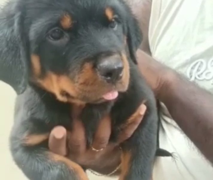 Rottweiler