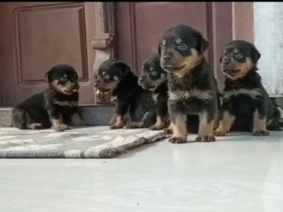 Rottweiler