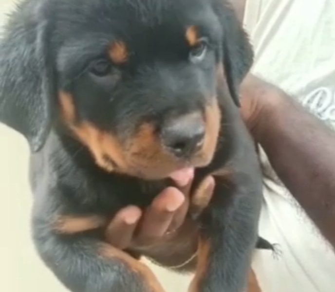 Rottweiler