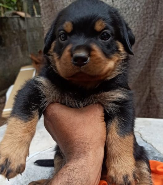 Rottweiler