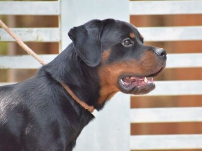 Rottweiler