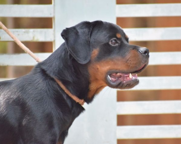 Rottweiler