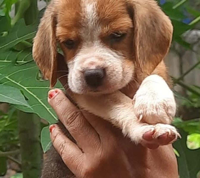 Beagle