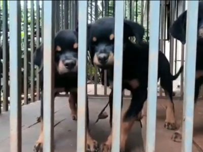 Rottweiler