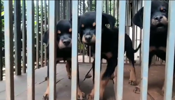 Rottweiler