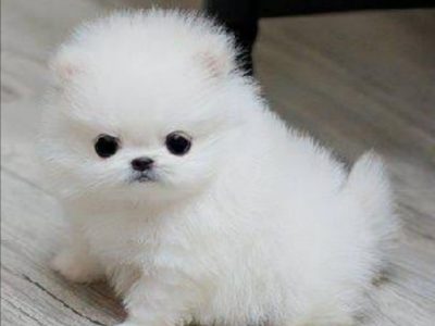 Minipom