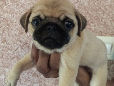 Pug