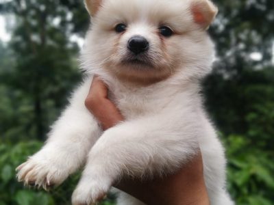 Pomeranian