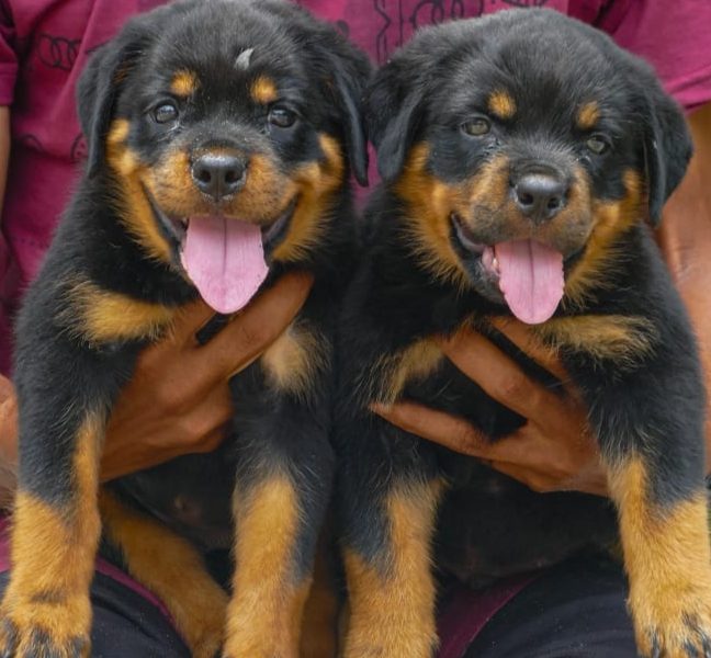 Rottweiler