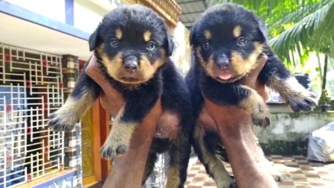 Rottweiler