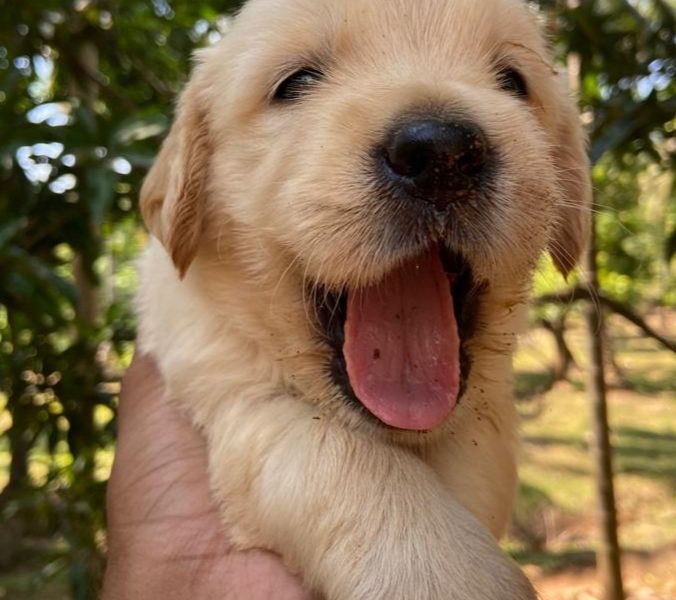 Golden Retriever