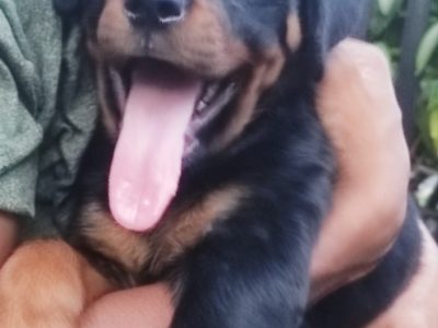 Rottweiler