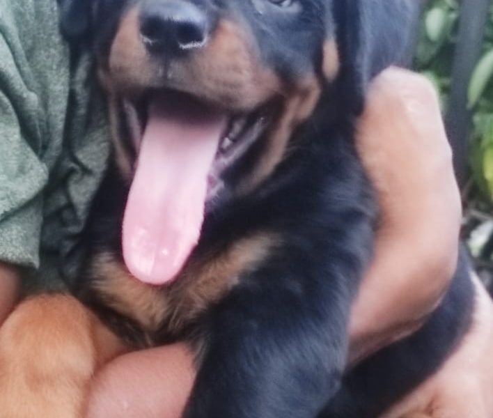 Rottweiler