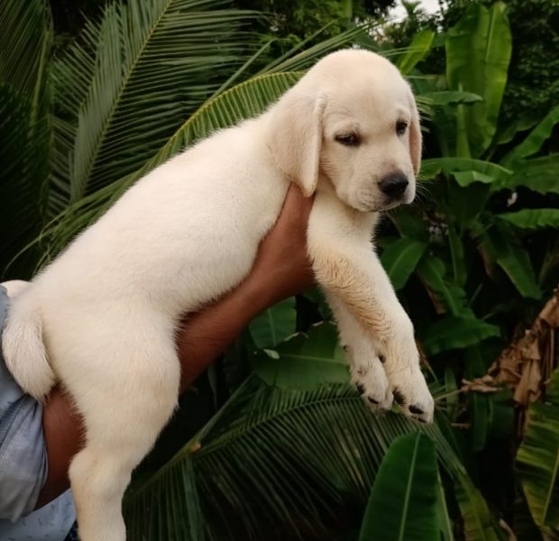 Labrador