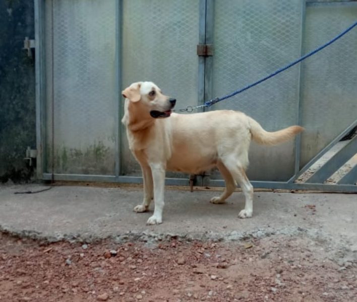 Labrador