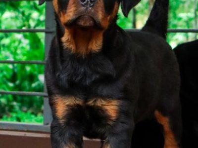 Rottweiler