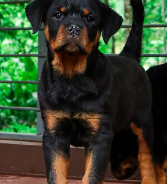 Rottweiler