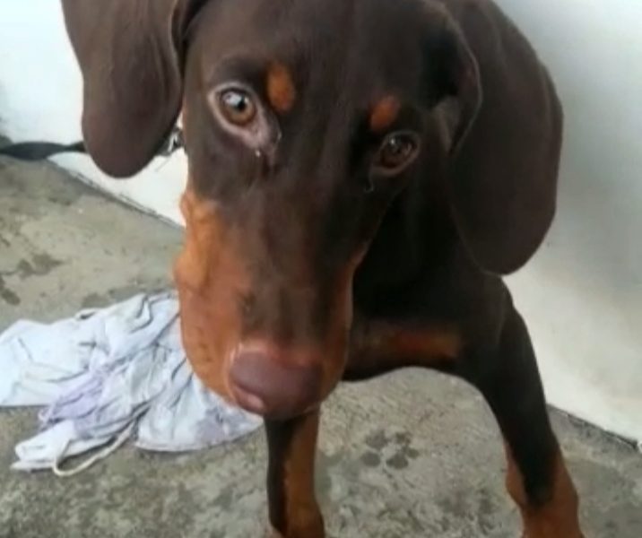 Doberman