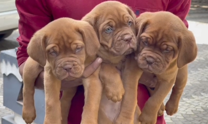 French mastiff