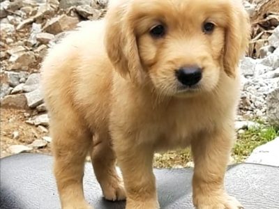 Golden Retriever