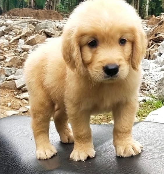 Golden Retriever