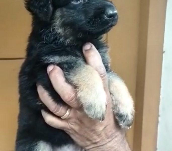 German shepherd