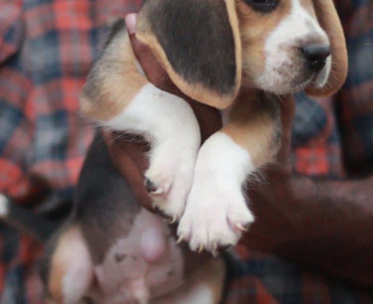 Beagle