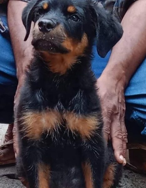 Rottweiler