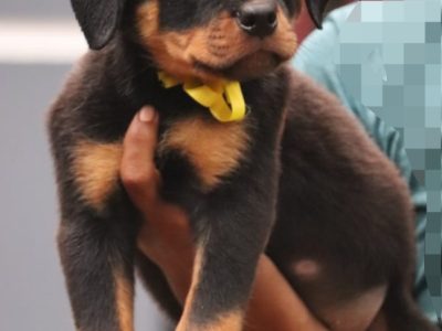 Rottweiler