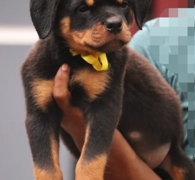 Rottweiler