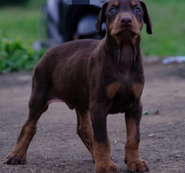 Doberman