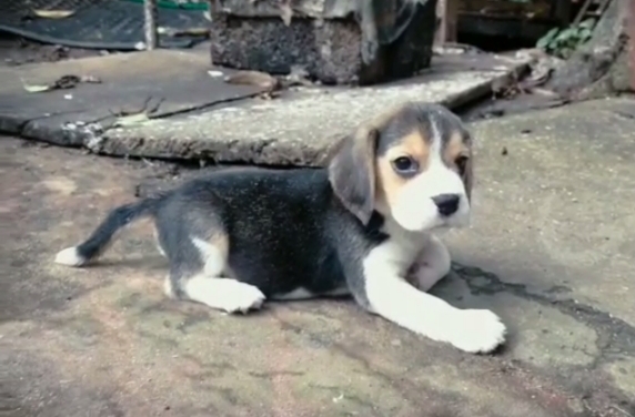 Beagle