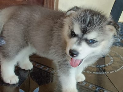 Husky