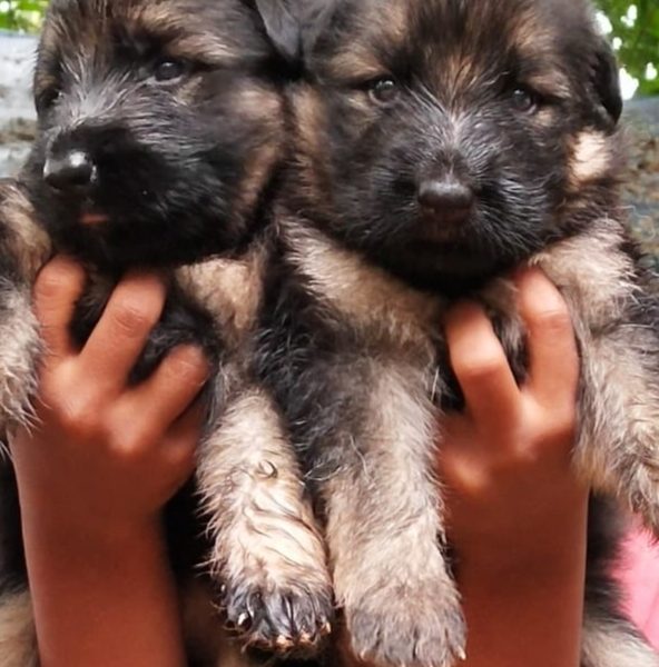 German shepherd