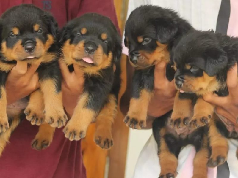 Rottweiler