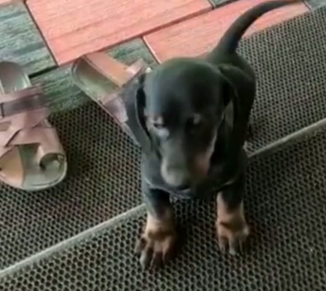 Dachshund